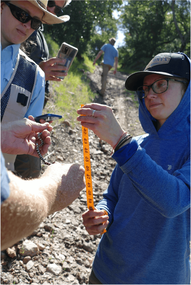 Snakes, frogs, and lizards…oh my! - Catalina Island Conservancy