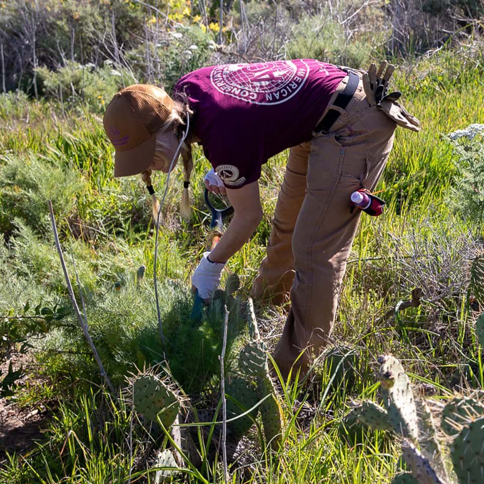 Catalina Island Internships - Catalina Island Conservancy