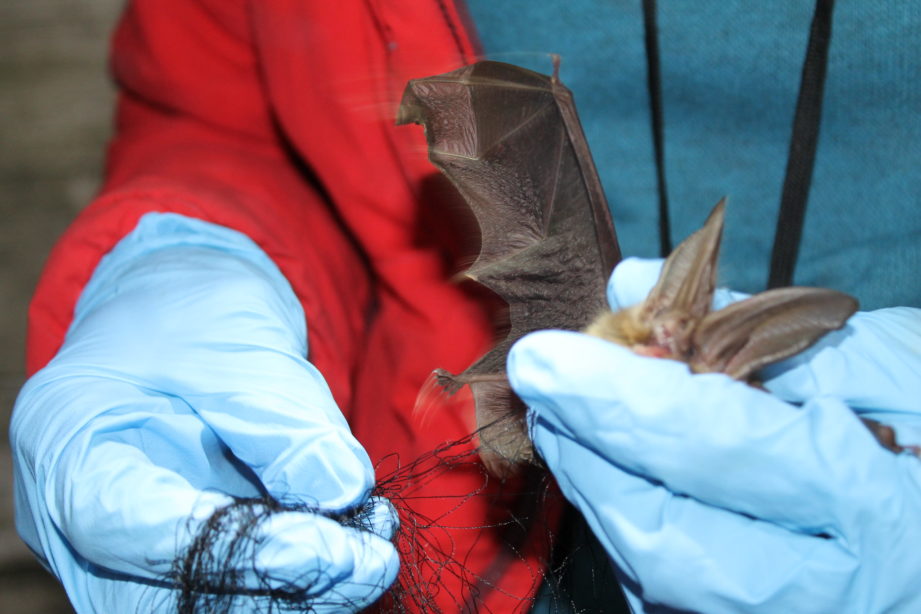 Bat Diversity - Catalina Island Conservancy