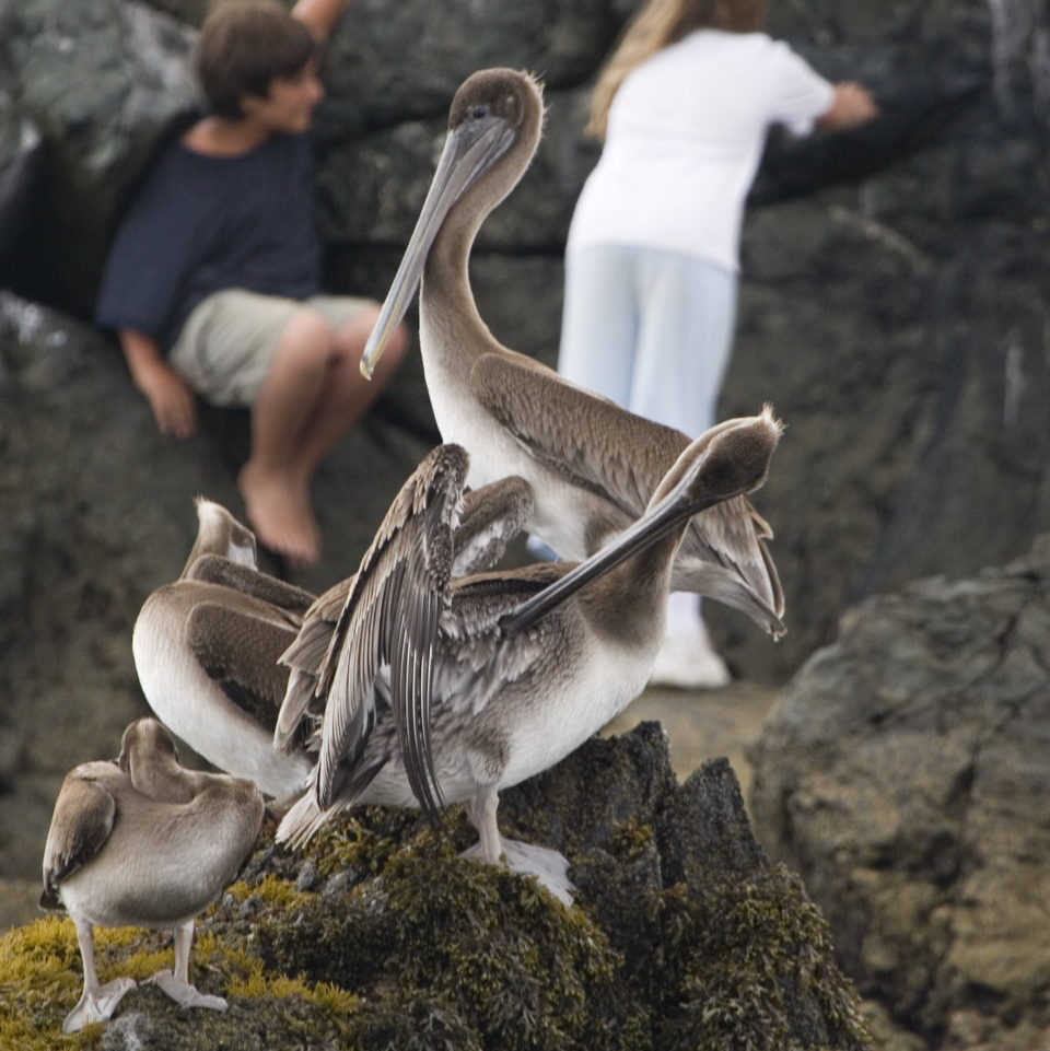 catalina wildlife tour