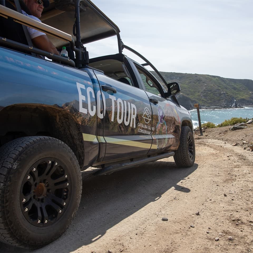 catalina island jeep eco tour