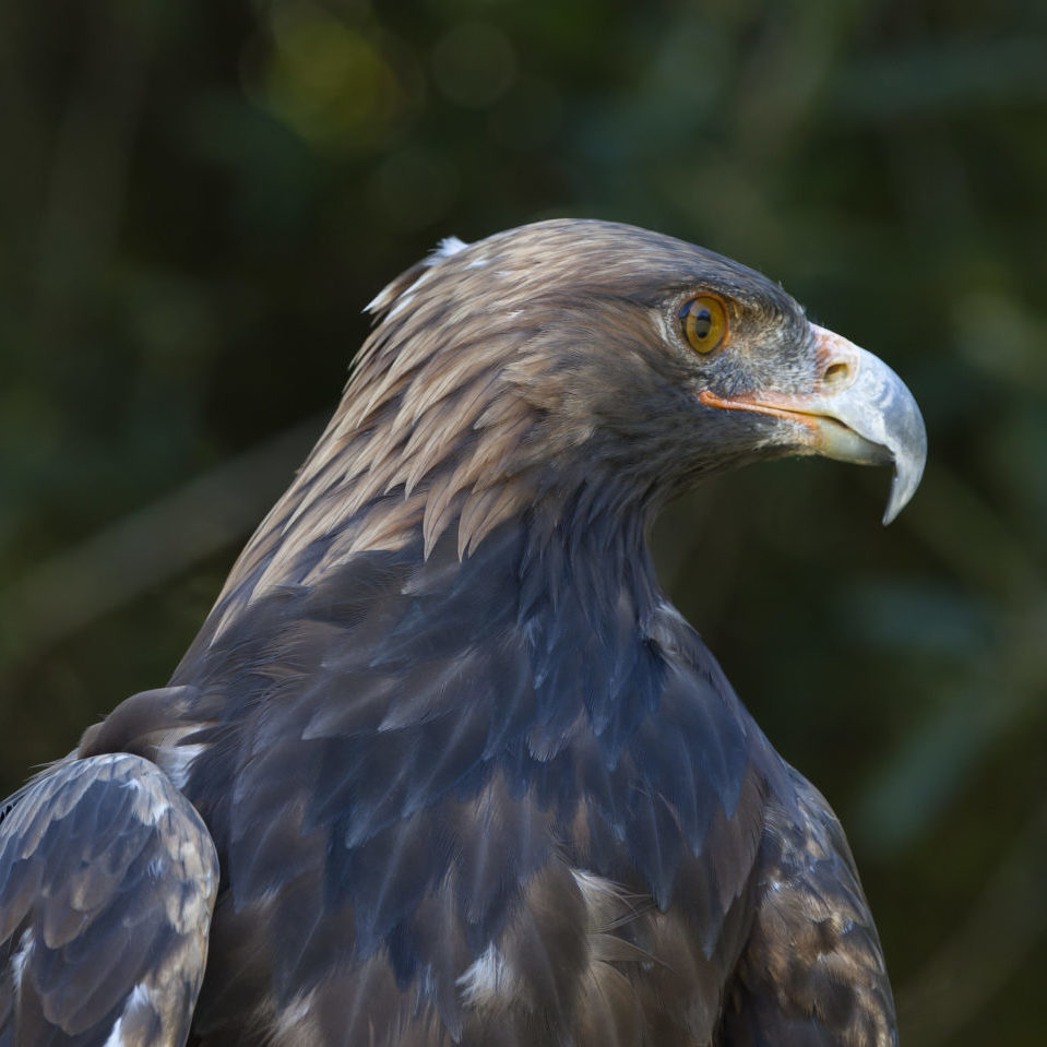 Catalina Island Wildlife Programs - Catalina Island Conservancy