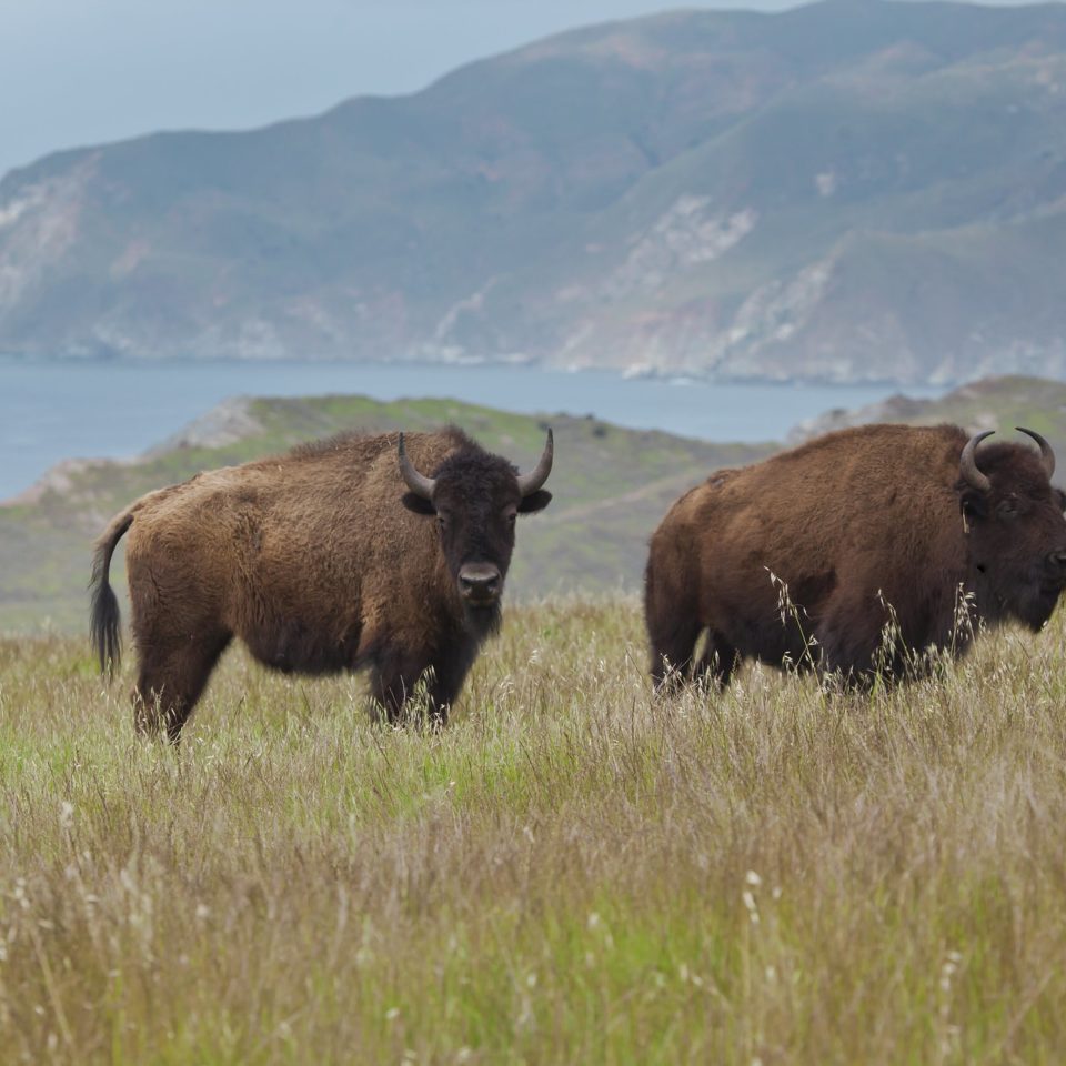 Collection 27+ Photos why are there bison on catalina island Updated