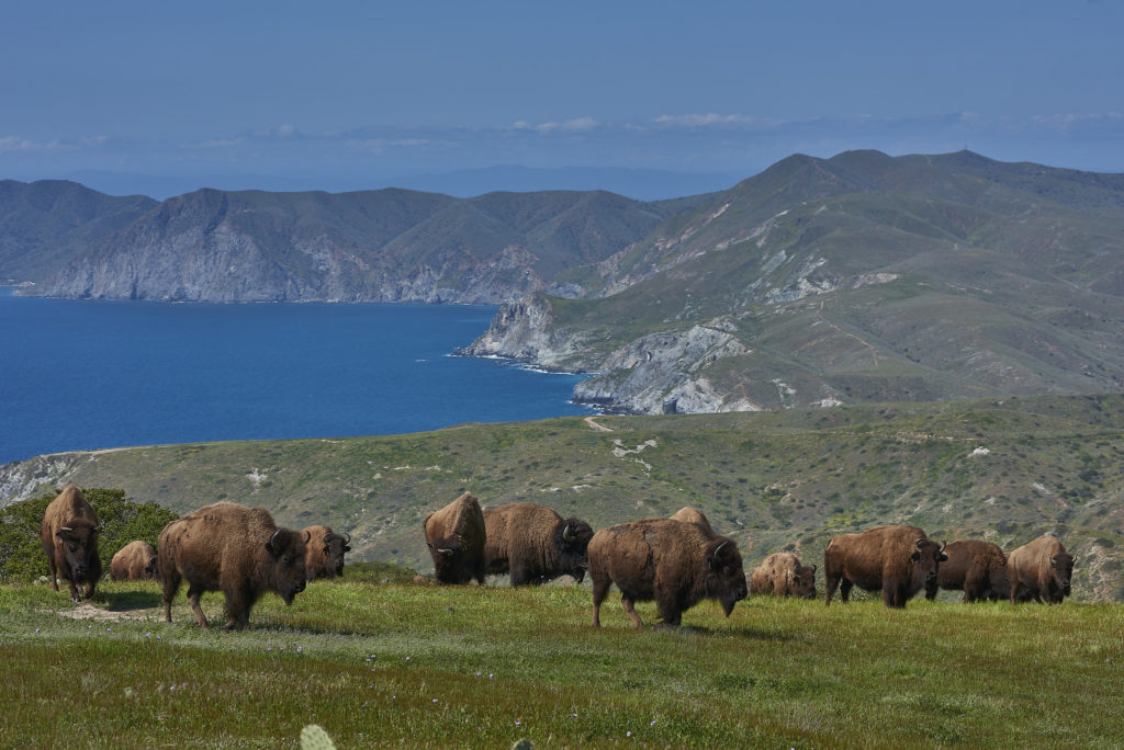 a herd of wild Catalina Island bison