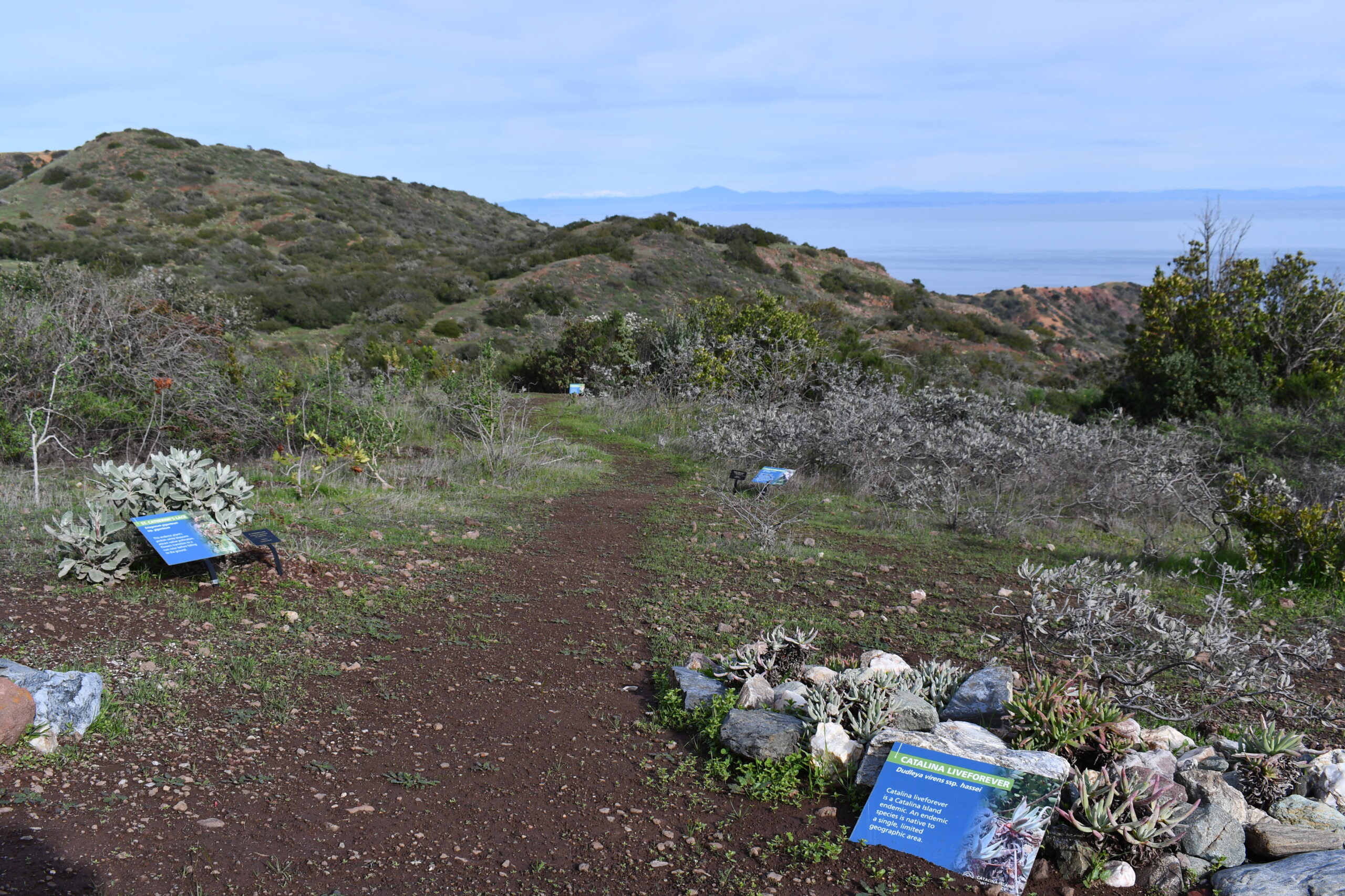 Reimagined Restoration Area Catalina Island Conservancy