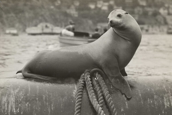 Marine Mammals - Catalina Island Conservancy