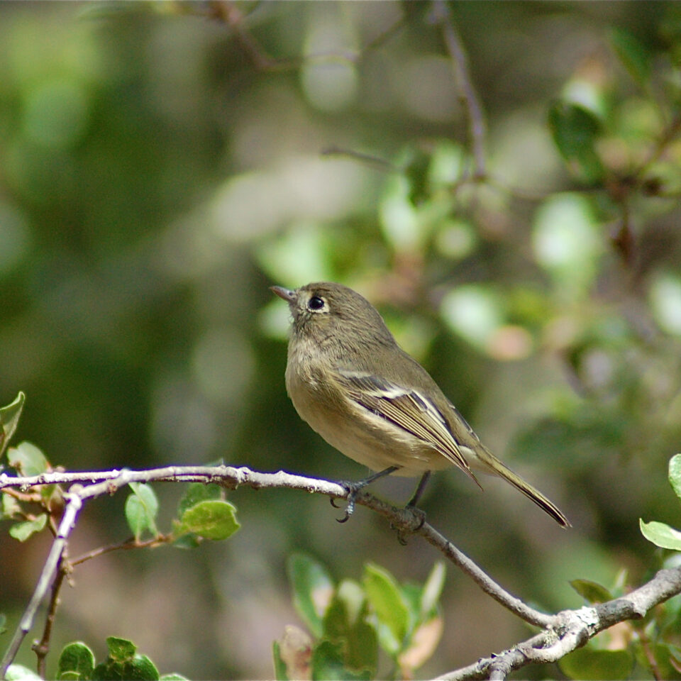 Catalina Island Wildlife Programs - Catalina Island Conservancy