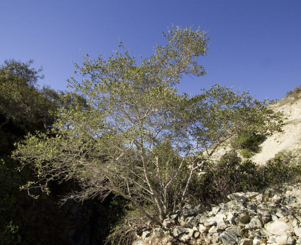 The wild mountain mahogany.