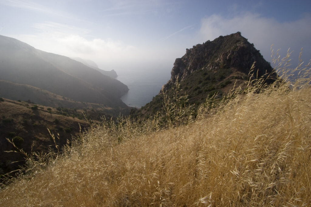 Invasive grasses are seen on this Catalina Island hillside.