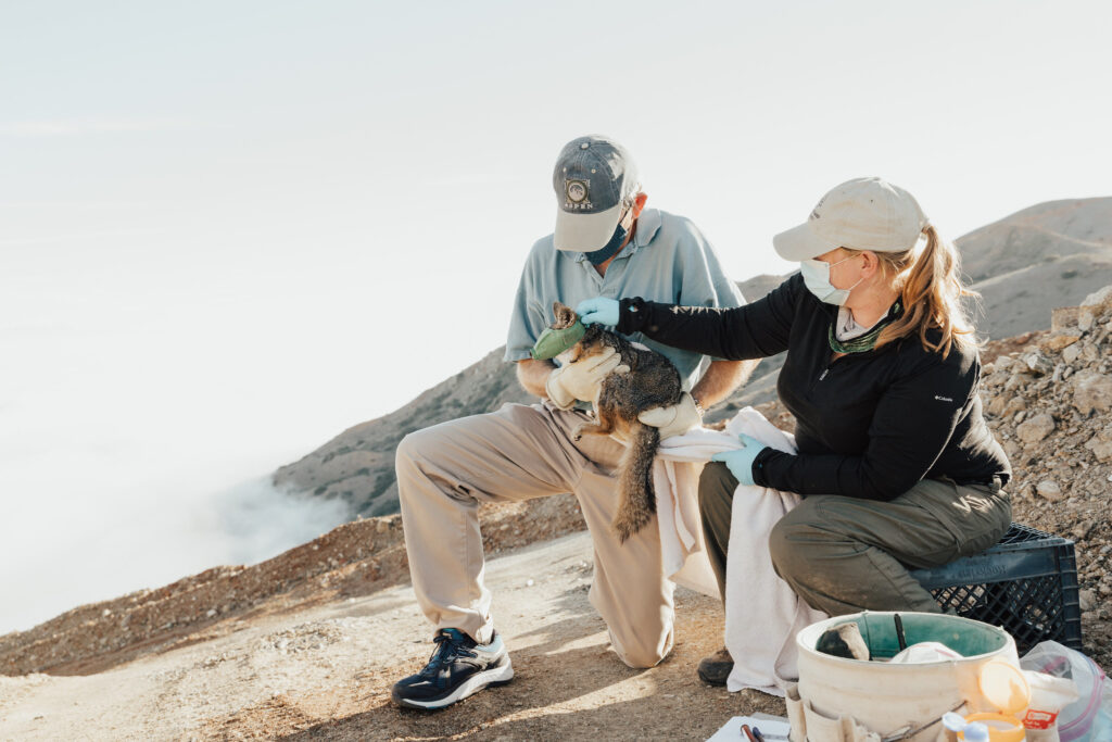 Monitoring of the Catalina Island Fox