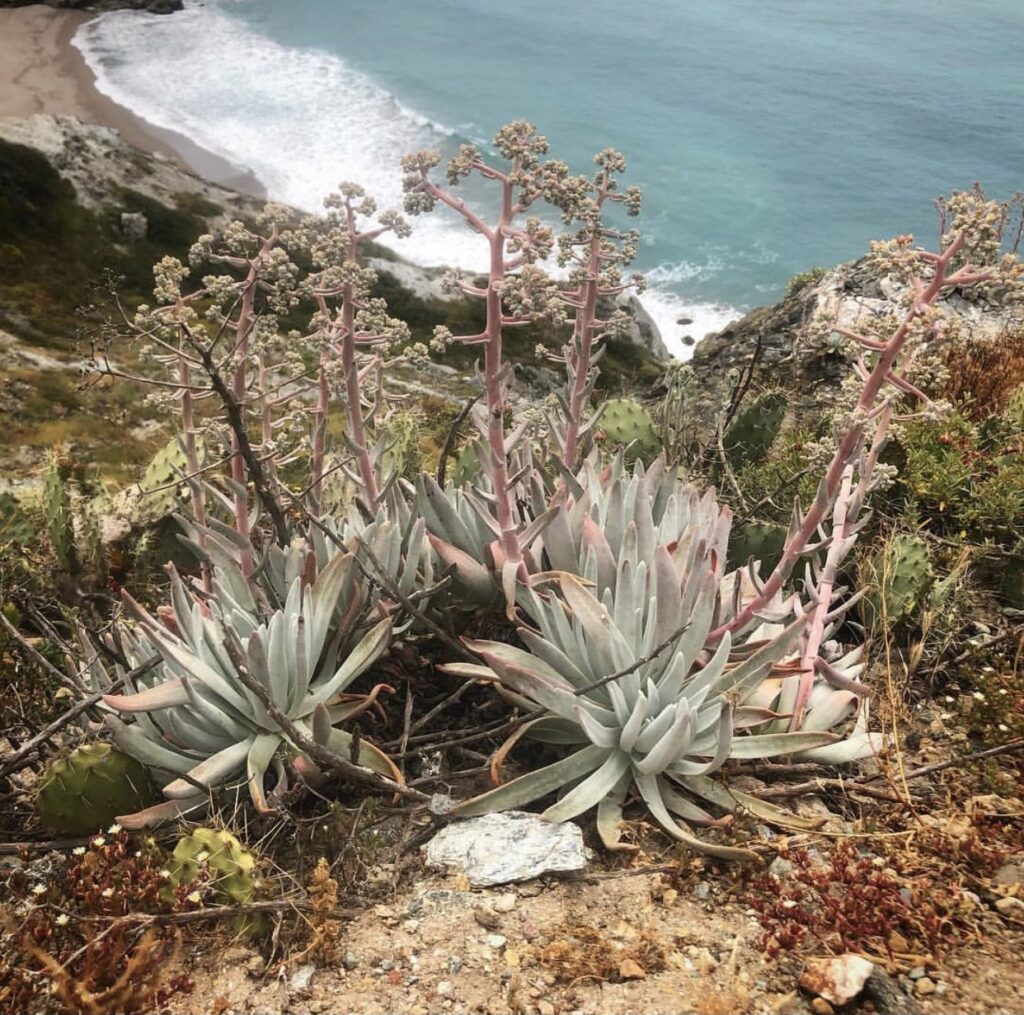 native plants grow near water