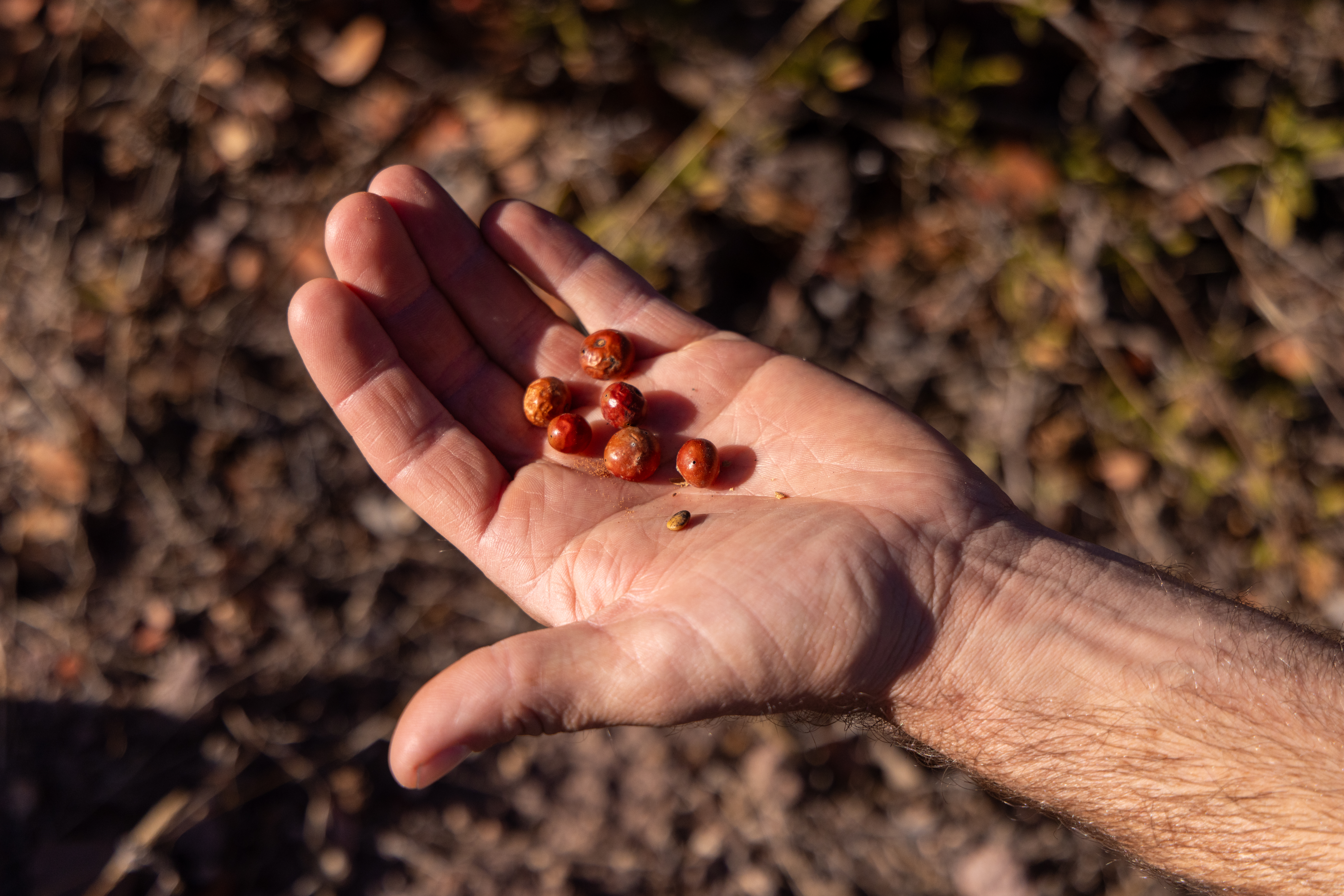 hand holding seeds