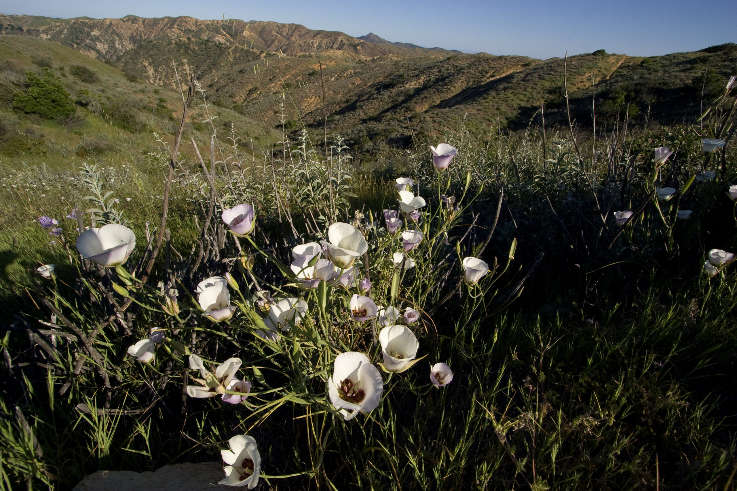 Native plants nursery