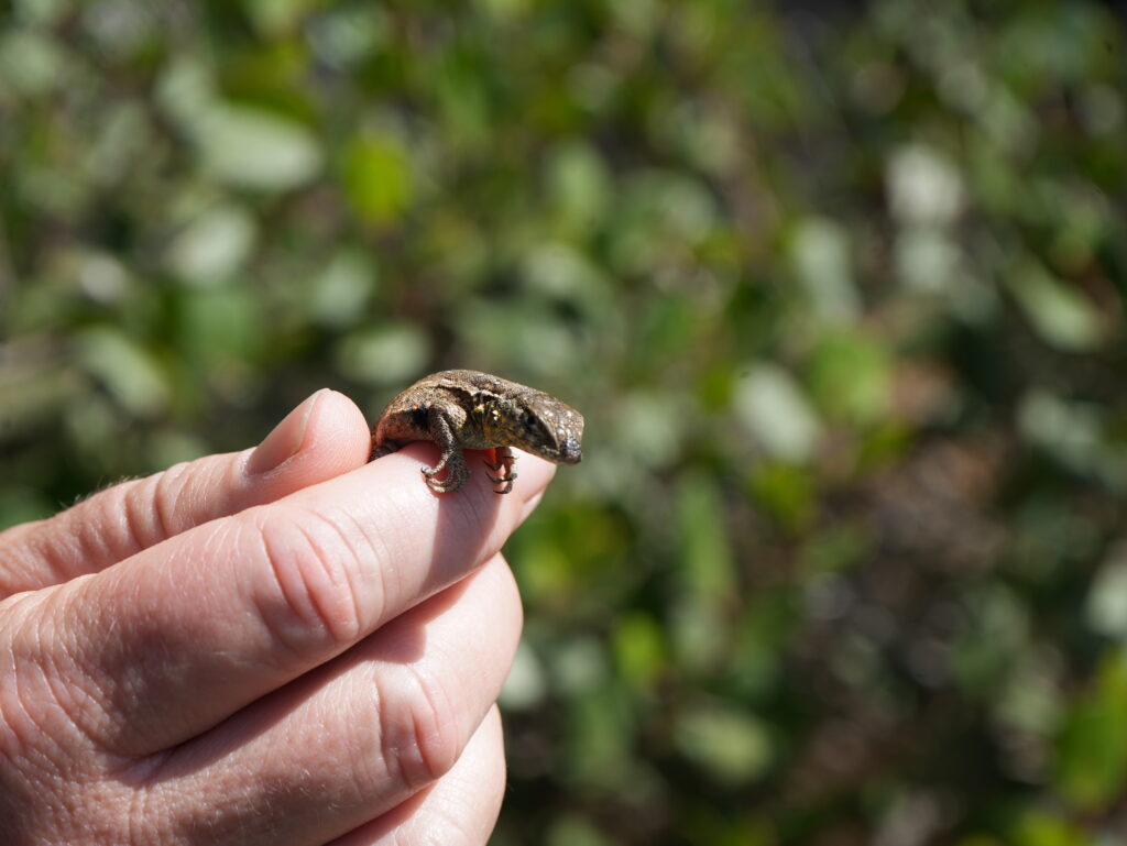 lizard on Catalina Island