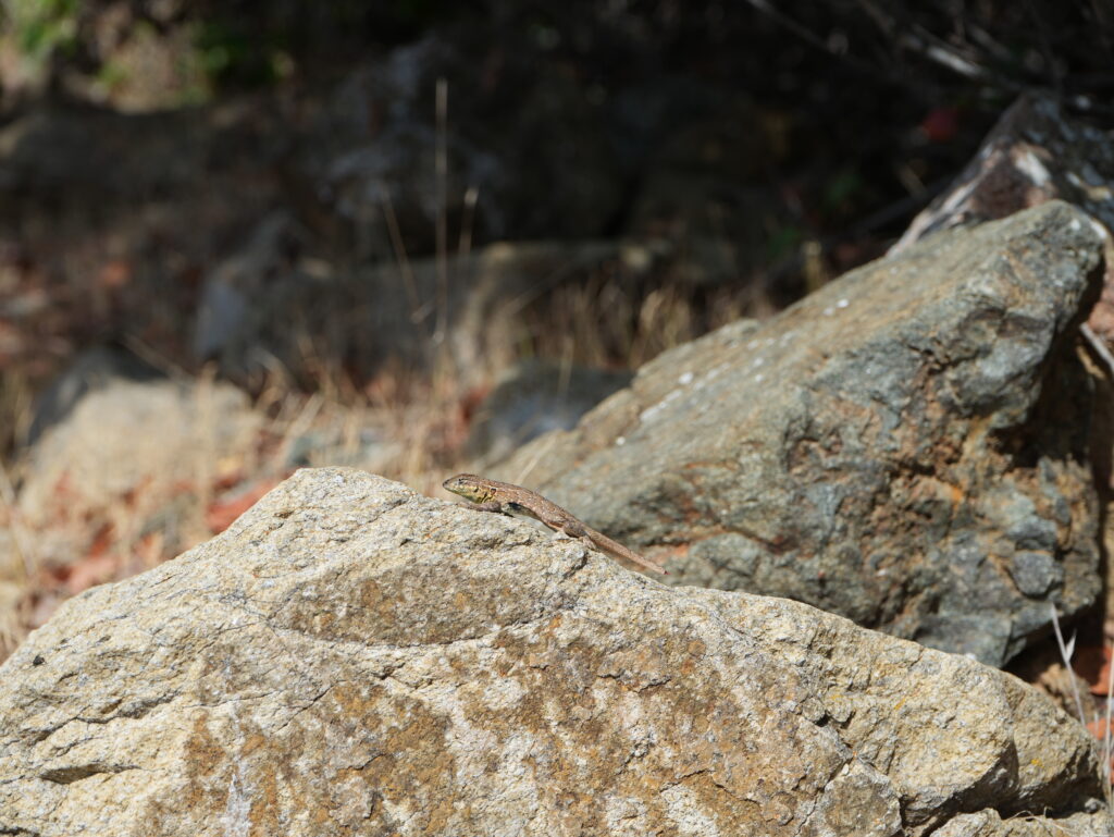 lizards prefer hot, sunny spots