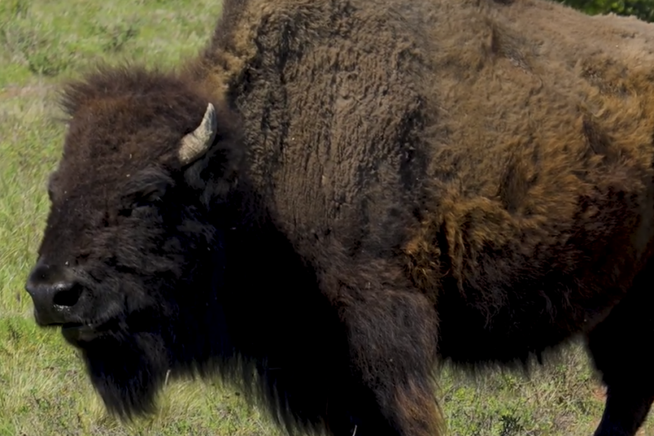 American bison standing in a grassy field, dark brown fur and a single curved horn visible on its head.