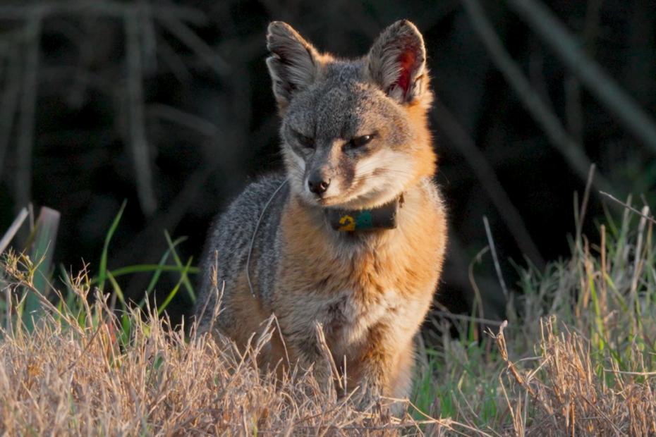 Fox with a dark collar standing in dry grass at dusk, looking downward to the left.