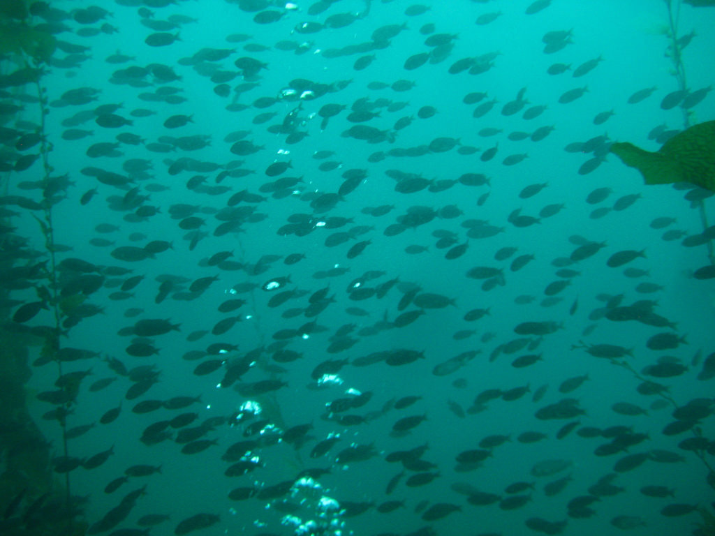 2014-avalon-harbor-underwater-cleanup_39684135825_o - Catalina Island Conservancy Underwater scene of a large school of small fish swimming in turquoise water near submerged stems and plants.