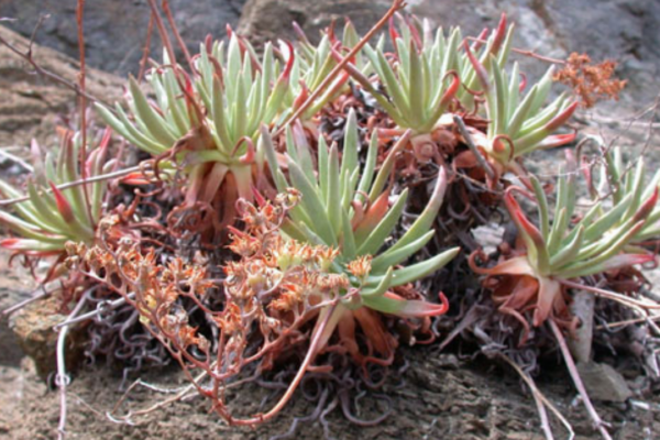 Cluster of green, pointed-leaf succulents with reddish edges growing in rocky soil.