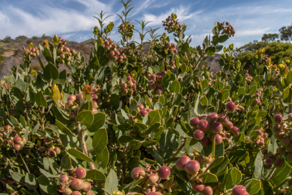 Dense shrub with numerous pinkish-purple berries and elongated green leaves against a bright blue sky.