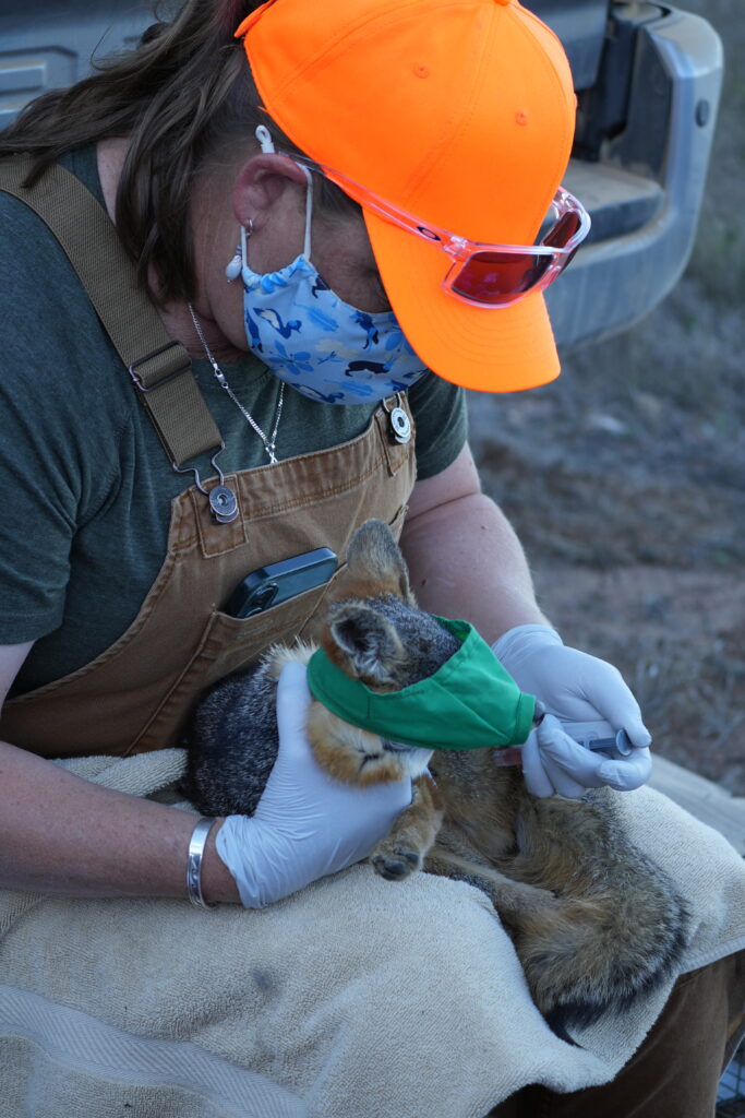 DSC01143 - Catalina Island Conservancy Person wearing an orange cap and mask tends to a small furry animal outdoors, which wears a green jacket.