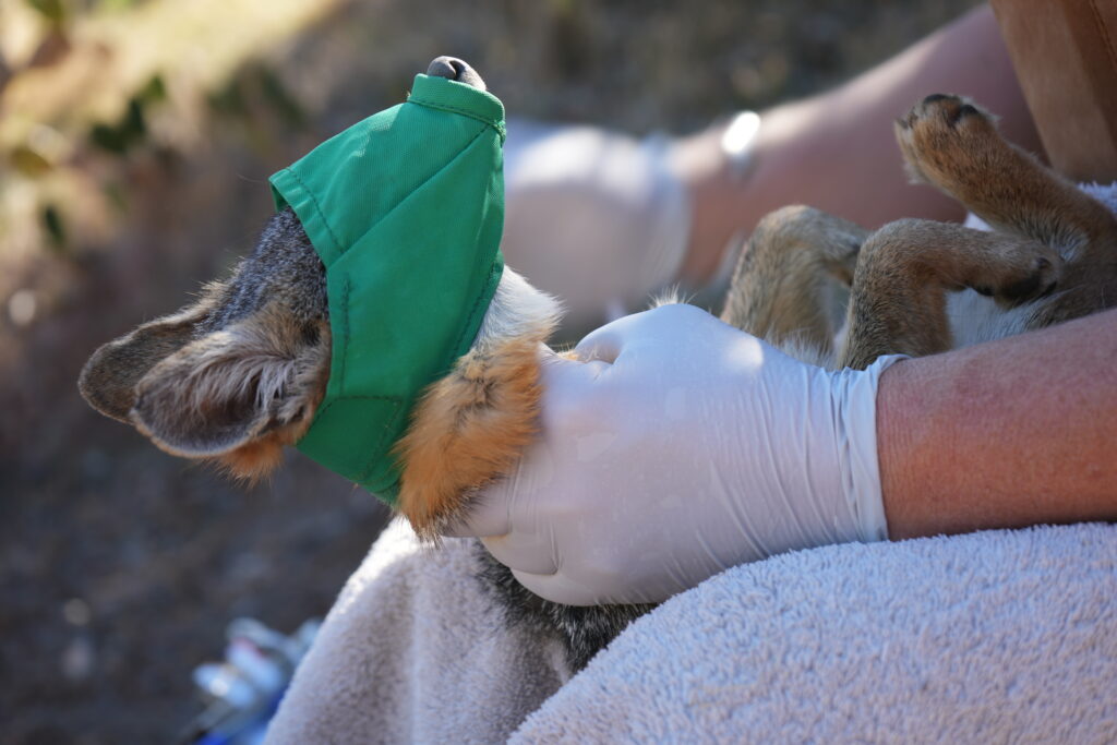 DSC01152 - Catalina Island Conservancy Catalina Island fox with a green mask gets a check up by Conservancy staff.