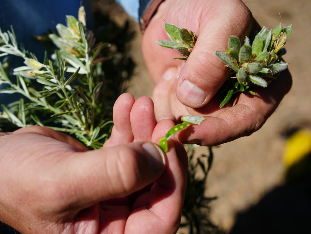 Conservancy crews manage invasive plants on Catalina