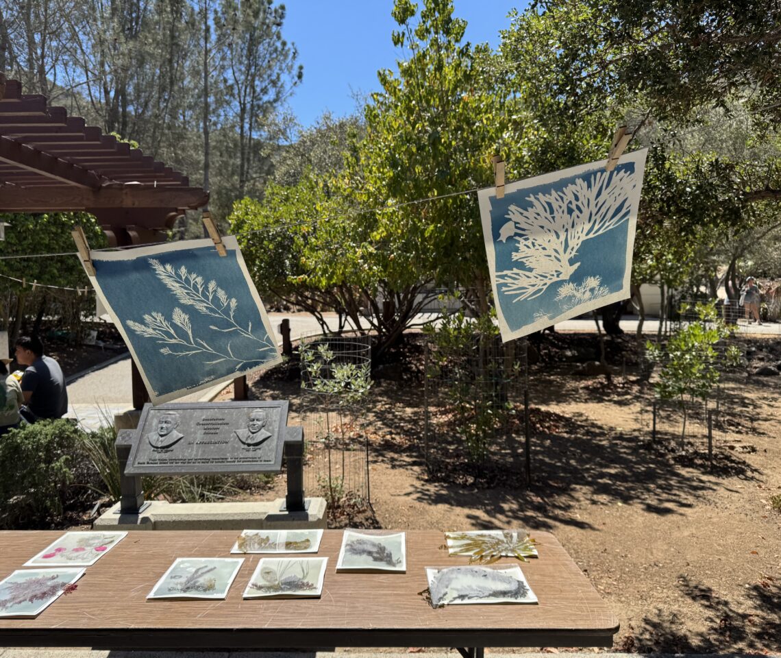 Catalina Island Cyanotype Workshop with Oriana Poindexter