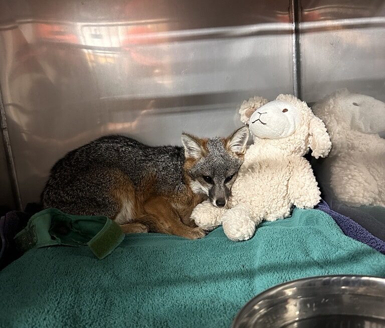 Image 3 - Catalina Island Conservancy Young fox kit curled up on a teal blanket inside a metal animal shelter enclosure, resting against a plush bear toy.