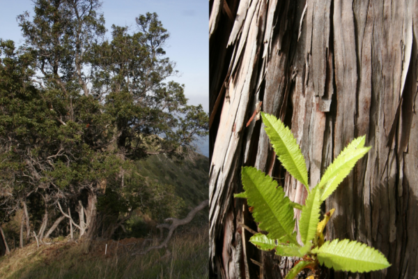 Two-panel image: left shows a large tree on a grassy hillside under a blue sky; right is a close-up of rough bark with bright green new leaves.