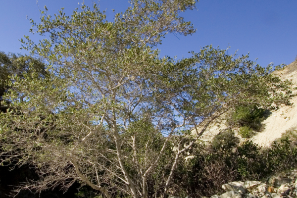 Tree with dense green leaves growing among rocks on a hillside under a clear blue sky.