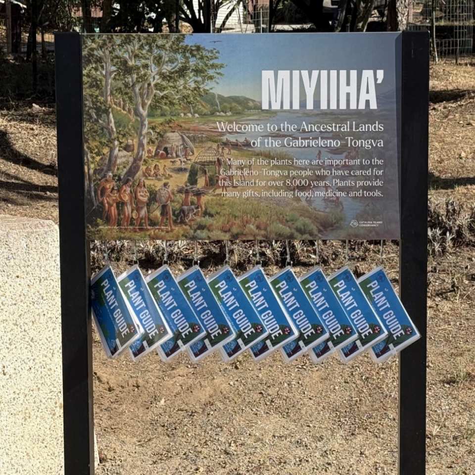Informational sign about the Gabrieleno-Tongva ancestral lands with a landscape illustration and a row of blue Plant Guide pamphlets hanging below.