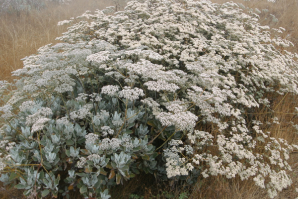 Large shrub with dense white flowering clusters in a foggy, dry meadow. Silvery-green leaves peek through the blossoms.