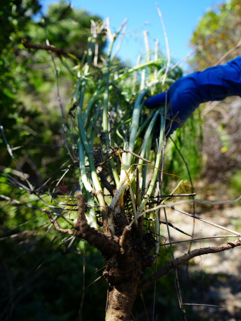 Close-up of a plant with green stems and exposed roots on Catalina, blue-gloved hand reaching from the right side.