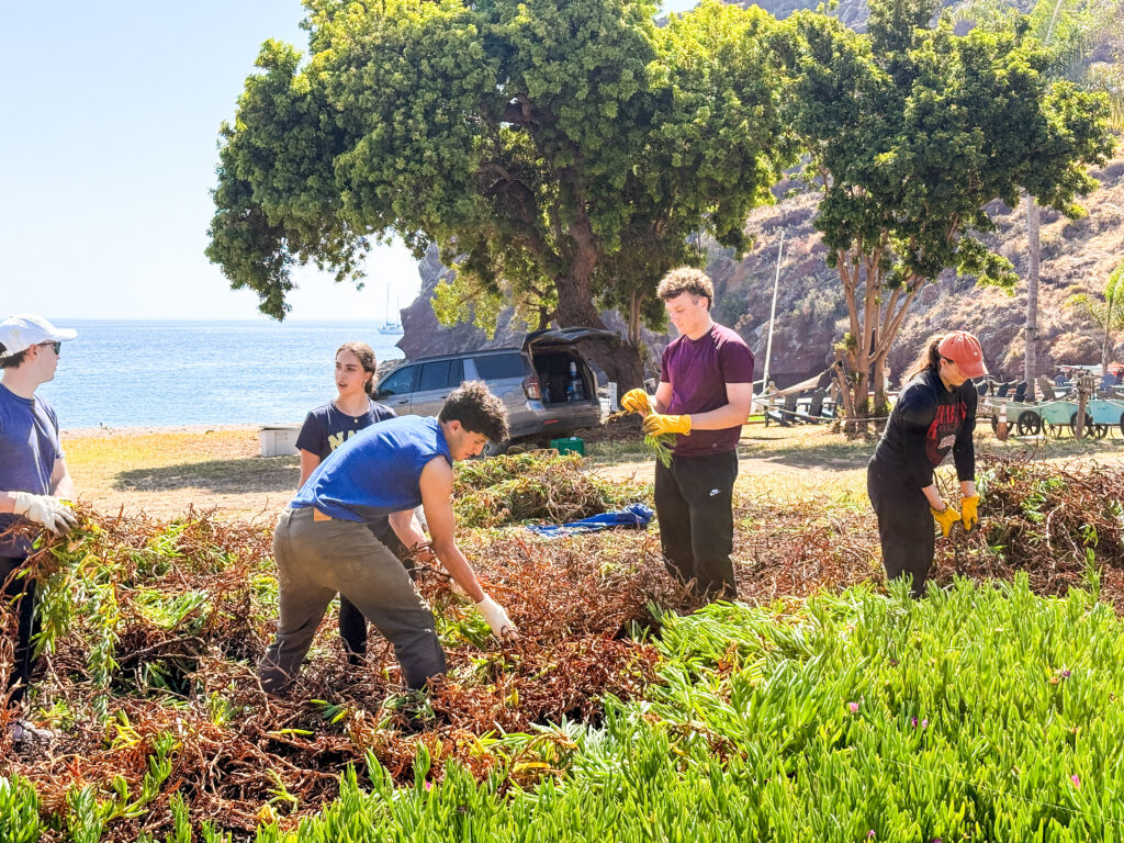 IMG_1979 1 - Catalina Island Conservancy Group of volunteers on Catalina wearing gloves harvesting seaweed or plants along a beach with a car and large tree in the background.