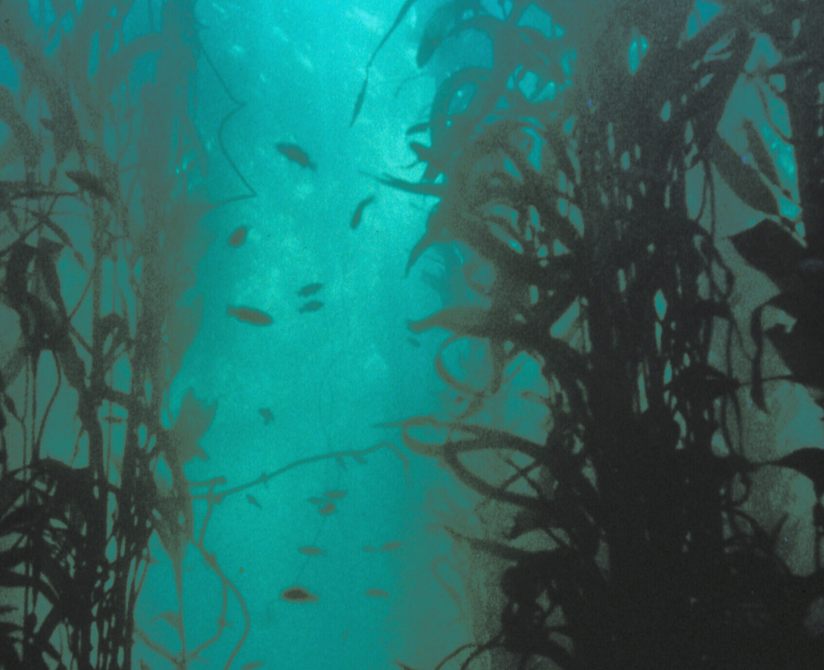 Underwater scene with dense seaweed silhouettes against turquoise water and small fish swimming through the middle.