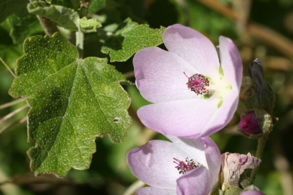 Close-up of a pale pink mallow flower with a magenta center and fuzzy green leaves.
