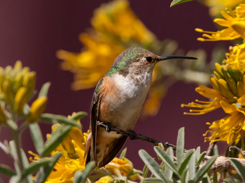Hummingbird on Catalina Island monitored by Conservancy