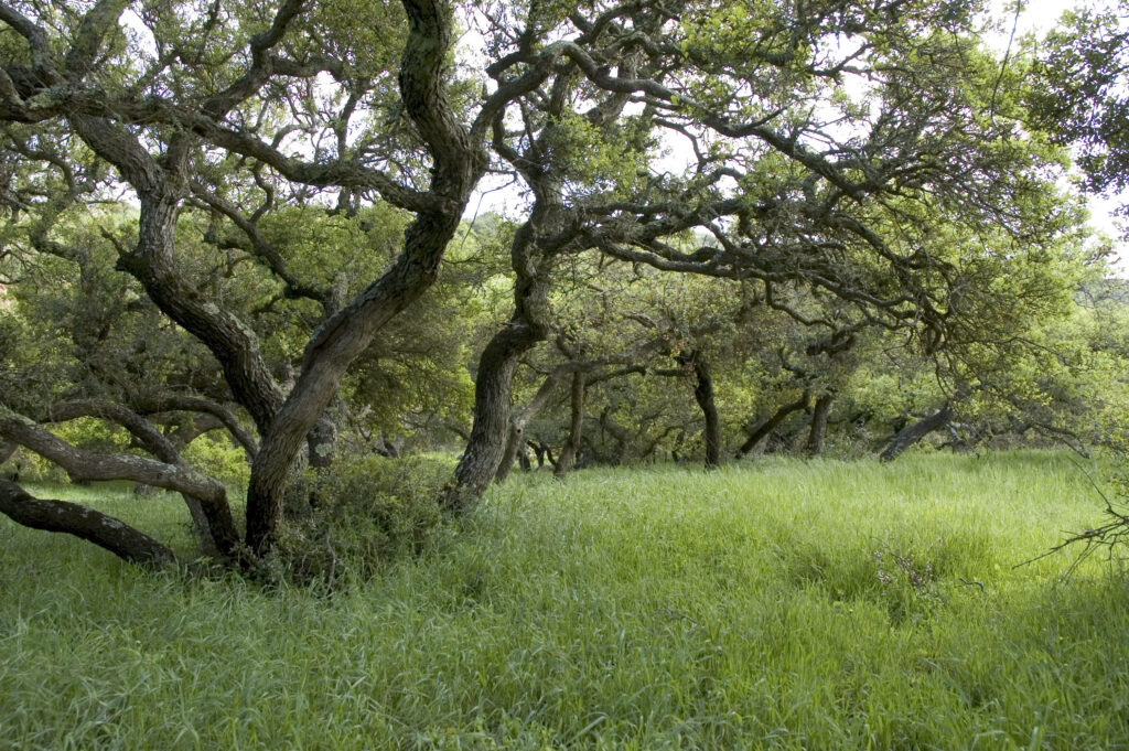 Wide shot of gnarled oak trees with twisting trunks in a sunny meadow. It shows a dense canopy and sprawled branches over a grassy clearing.