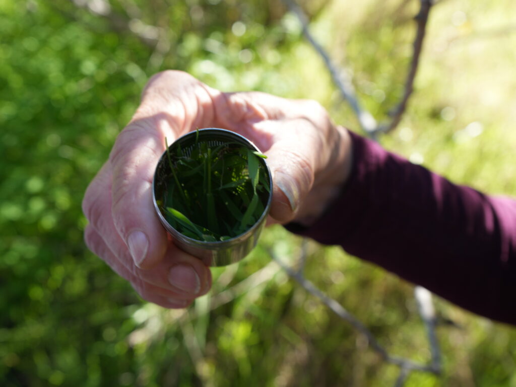 Close-up of hands holding a small metal cup filled with fresh green herbs outdoors, with a blurred green background.